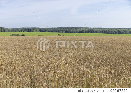 a field with cereals in sunny summer weather a field with cereals in sunny summer weather 109567811