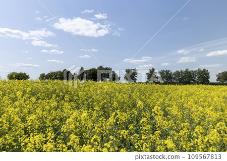 a field in spring during the flowering of rapeseed 109567813