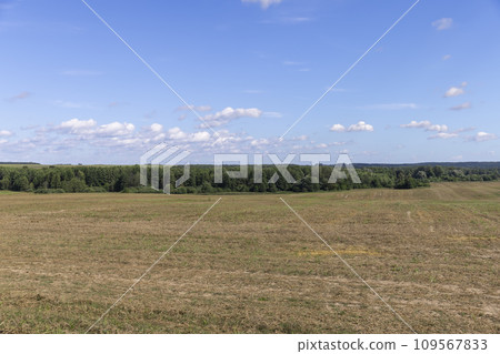 stubble and straw after the wheat harvest stubble and straw after the wheat harvest 109567833