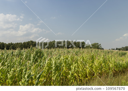 green corn field in summer, fields with corn green corn field in summer, fields with corn 109567870