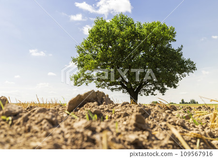a harvested wheat crop and one oak with green foliage in the field a harvested wheat crop and one oak with green foliage in the field 109567916