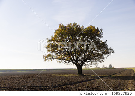 an old huge oak with orange autumn foliage an old huge oak with orange autumn foliage 109567920
