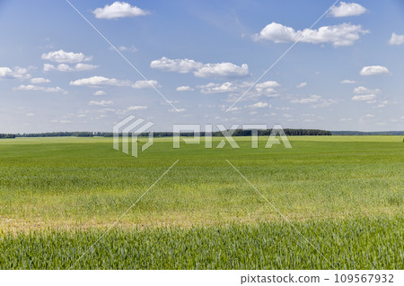 cereal growing business in eastern europe cereal growing business in eastern europe 109567932
