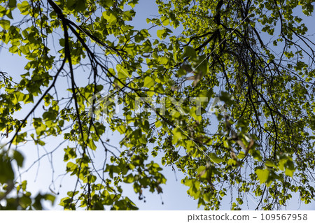 a flowering linden tree in the spring season, a spring park a flowering linden tree in the spring season, a spring park 109567958
