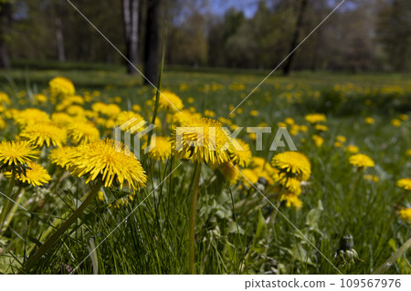 spring dandelion flowers during flowering 109567976