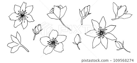 vector contour flowers and buds collection. Elegant botanical for decoration. ink hand drawing monochrome botanical illustration for backgrounds. Temlate for wedding cards and polygraphy, logo, tattoo 109568274