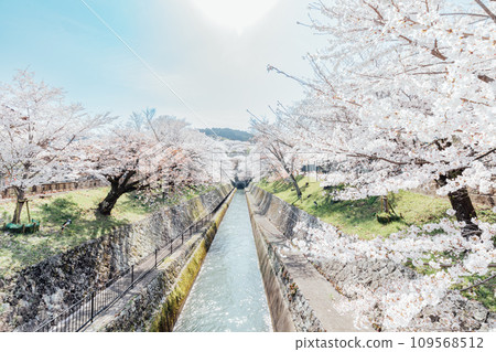 Spectacular view of cherry blossoms at Lake Biwa Canal in Otsu City, Shiga Prefecture Spectacular view of cherry blossoms at Lake Biwa Canal in Otsu City, Shiga Prefecture 109568512