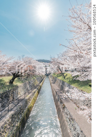 滋賀縣大津市琵琶湖運河的櫻花美景 滋賀縣大津市琵琶湖運河的櫻花美景 109568514