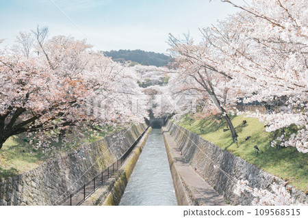 Spectacular view of cherry blossoms at Lake Biwa Canal in Otsu City, Shiga Prefecture Spectacular view of cherry blossoms at Lake Biwa Canal in Otsu City, Shiga Prefecture 109568515