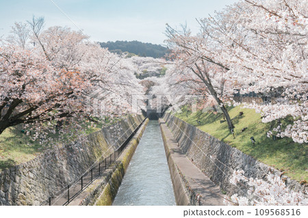 滋賀縣大津市琵琶湖運河的櫻花美景 滋賀縣大津市琵琶湖運河的櫻花美景 109568516