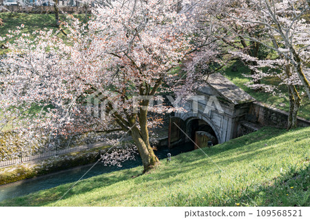 滋賀縣大津市琵琶湖運河的櫻花美景 滋賀縣大津市琵琶湖運河的櫻花美景 109568521