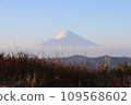 Pampas grass and Mt. Fuji (from Mt. Omuro, Izu) 109568602
