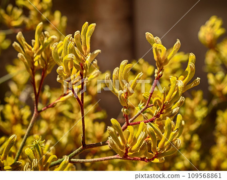 Kangaroo Paw Yellow Flower, Anigozanthos in the garden in Australia Kangaroo Paw Yellow Flower, Anigozanthos in the garden in Australia 109568861