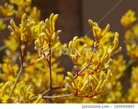 Kangaroo Paw Yellow Flower, Anigozanthos in the garden in Australia 109568865