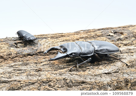 Alkydes Hiratakuwagata Alkydes Hiratakuwagata 109568879