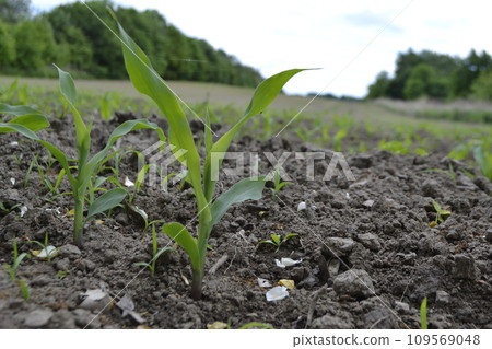 Young Plant Growing In Sunlight Young Plant Growing In Sunlight 109569048