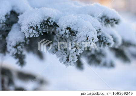 Closeup photo of spruce tree branch covered with hoarfrost after very cold night Closeup photo of spruce tree branch covered with hoarfrost after very cold night 109569249
