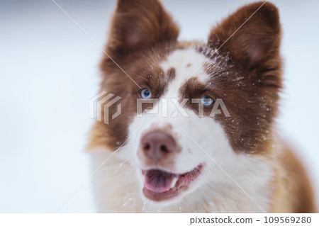Ginger laika dog portrait in winter Ginger laika dog portrait in winter 109569280