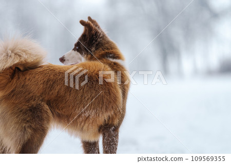 Closeup portrait of siberian laika in ginger color walking and playing in snow 109569355