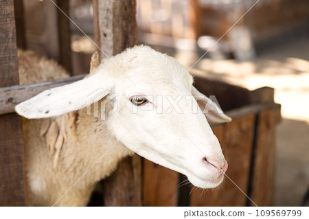 Sheep on farm. Animal portrait. 109569799