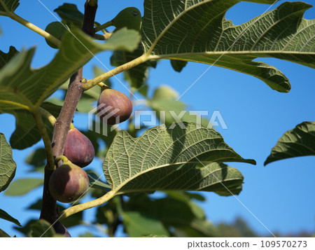 Fig fruits Fig fruits 109570273