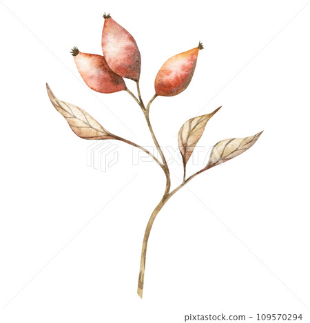 Rustic wedding greenery with berry. Dried leaves, bleached grass, autumn herbal. Hand drawn rosehip Watercolor dogrose autumn illustration for design, fabric or print. Rustic wedding greenery with berry. Dried leaves, bleached grass, autumn herbal. Hand drawn rosehip Watercolor dogrose autumn illustration for design, fabric or print. 109570294