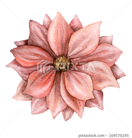 Watercolor dahlia. Hand painted asters flowers. Blooming scarlet colored head with brown heart. Botanical illustration for greeting cards, wedding invitations, pack, stationary, decorations. 109570295