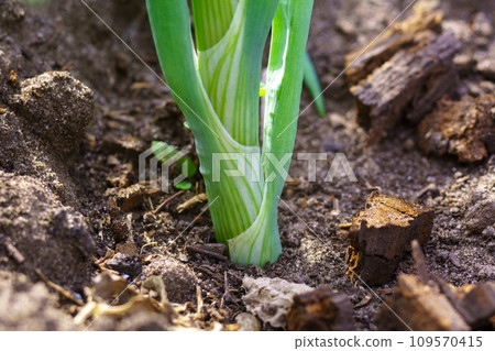 Harvesting green onions grown in my vegetable garden. Organically grown onions Harvesting green onions grown in my vegetable garden. Organically grown onions 109570415