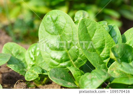 Harvested green spinach leaves, healthy vegetable food for low carb or low fat diet, cooking concept. Harvested green spinach leaves, healthy vegetable food for low carb or low fat diet, cooking concept. 109570416