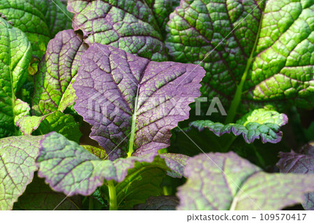 Large mustard leaves of green leafy plant cultivated in garden. Texture Large mustard leaves of green leafy plant cultivated in garden. Texture 109570417