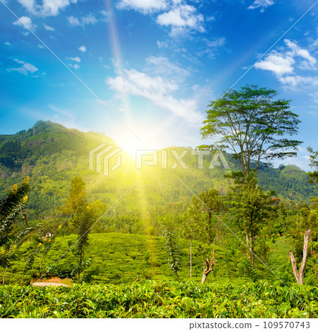 Tea plantation on the slopes of the mountains and a beautiful sun. Sri Lanka Tea plantation on the slopes of the mountains and a beautiful sun. Sri Lanka 109570743