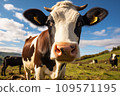 Cow head on a farm 109571195