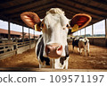 Cow head on a farm 109571197