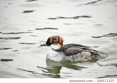 Cute waterfowl female merganser 109571225