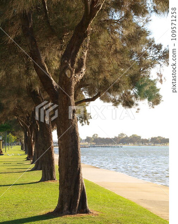 Trees against the lake during sunset in Mandurah, Western Australia Trees against the lake during sunset in Mandurah, Western Australia 109571258