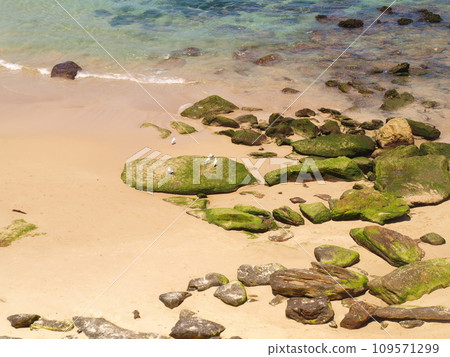 Bright green algae-covered rocks in the foreground at Bondi Beach, Australia in summer. 109571299