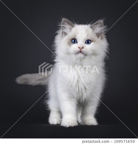 Ragdoll cat kitten on black background 109571650