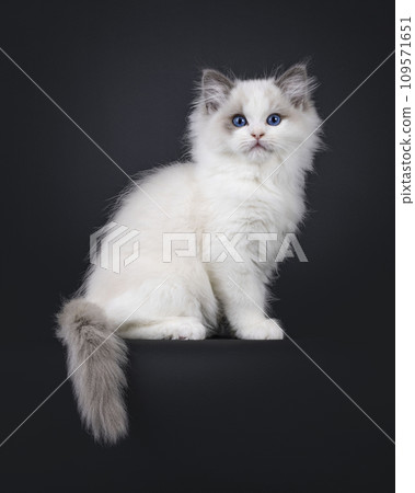 Ragdoll cat kitten on black background 109571651
