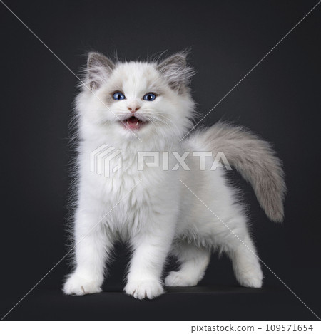 Ragdoll cat kitten on black background Ragdoll cat kitten on black background 109571654