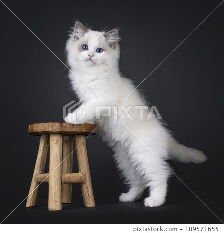 Ragdoll cat kitten on black background 109571655