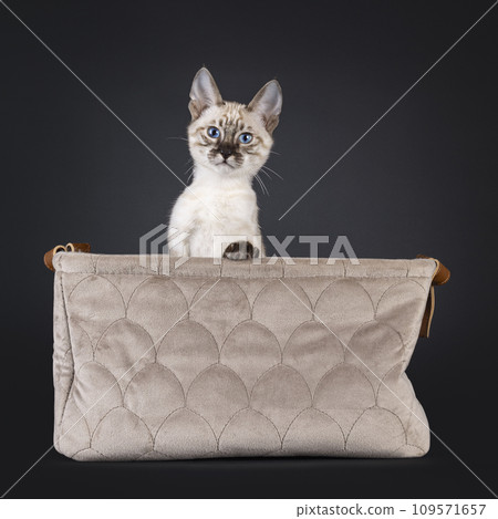 F6 mink Savannah cat on black background 109571657