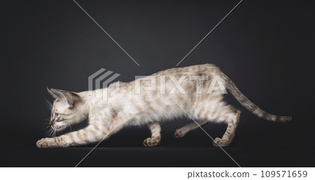 F6 mink Savannah cat on black background 109571659