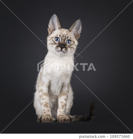 F6 mink Savannah cat on black background 109571660