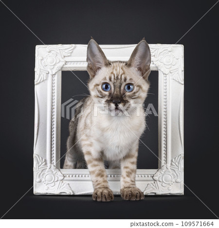 F6 mink Savannah cat on black background 109571664