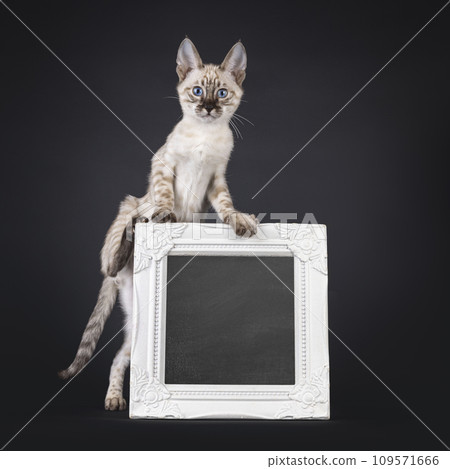 F6 mink Savannah cat on black background 109571666