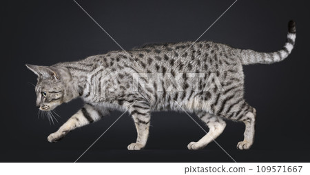 F7 Savannah cat on black background 109571667