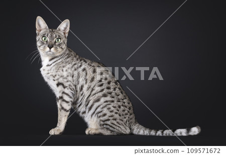 F7 Savannah cat on black background F7 Savannah cat on black background 109571672