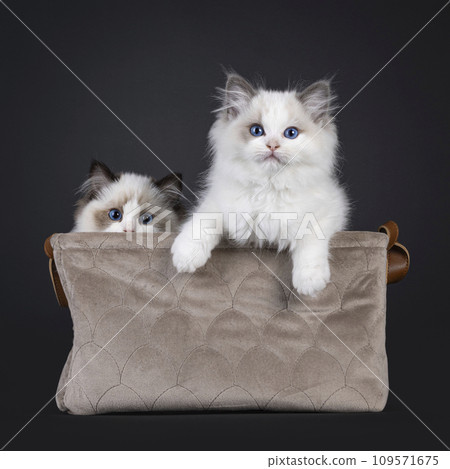 Ragdoll cat kittens on black background Ragdoll cat kittens on black background 109571675