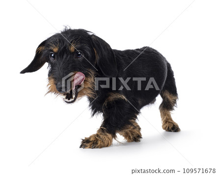 Dachshund dog on white background 109571678