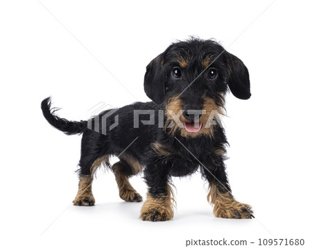 Dachshund dog on white background Dachshund dog on white background 109571680